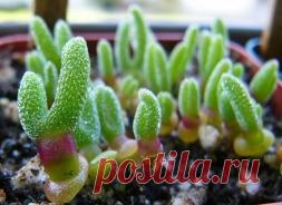 Родственница литопсов - монилярия - Садоводка