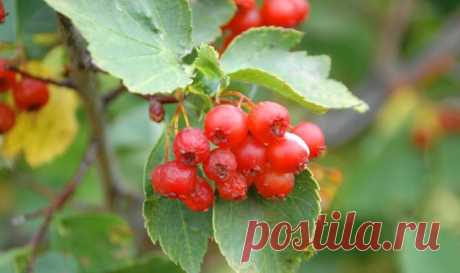 Настойка Боярышника – Инструкция По Применению Настойка плодов боярышника представляет собой мягкое седативное (успокаивающее) средство, под действием которого снижается возбудимость ЦНС и миокарда (сердечной мышцы). Лекарственное средство увеличивает силу сердечных сокращений и обладает гипотензивным действием, благодаря чему снижает давление и устраняет головокружение, улучшает мозговое и коронарное кровообращение. Боярышник нормализует сердечный ритм и улучшает функцию ...