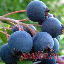 Ирга: полезные свойства чудо-ягоды