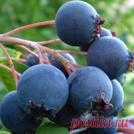 Ирга: полезные свойства чудо-ягоды