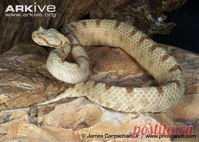 arkive animals - Поиск в Google