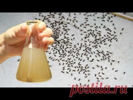 Удивительно легко! Всего 2 капли и муравьи исчезли.