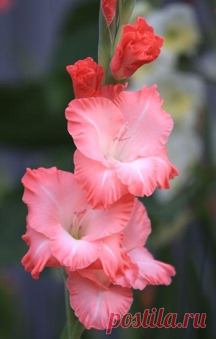 Пин на доске яГЛАДИОЛУСЫ