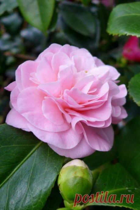 Чудесные цветы. Beautiful flowers добавил(а)... - Чудесные цветы. Beautiful flowers
