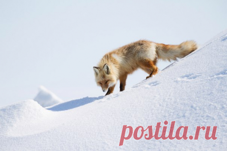 Лисица в ледяных торосах на побережье Сахалинского залива. Автор фото — Александр Алечиц: nat-geo.ru/photo/user/183061/