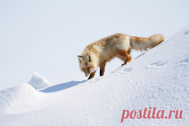 Лисица в ледяных торосах на побережье Сахалинского залива. Автор фото — Александр Алечиц: nat-geo.ru/photo/user/183061/