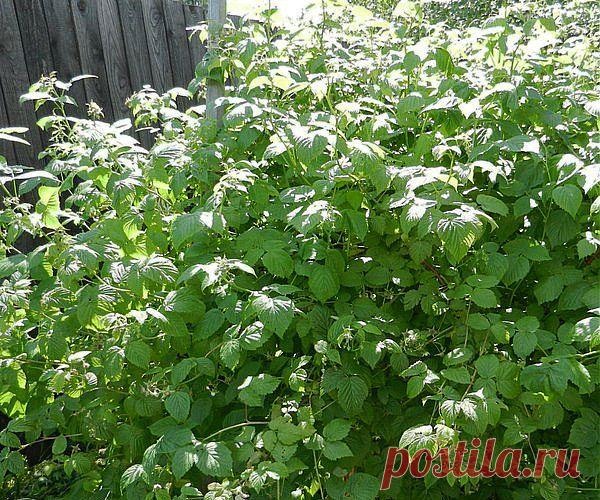 МОЙ МАЛИННИК.