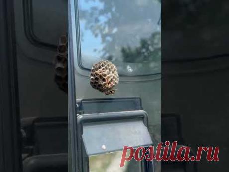 Незваные гости в электроустановке