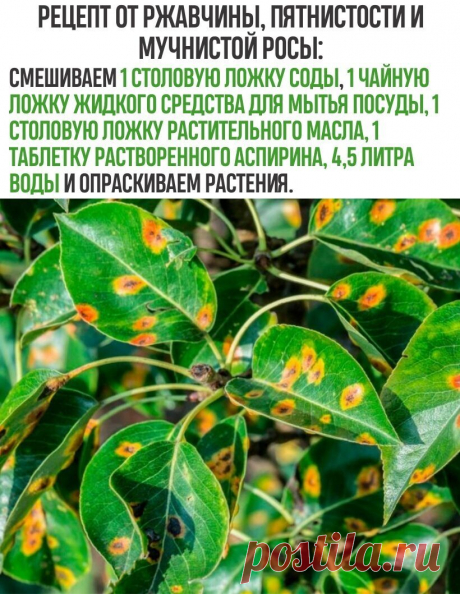 средство от ржавчины и пятнистости растений