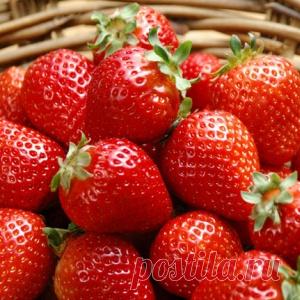 5 важных правил по уходу за клубникой в июле и августе