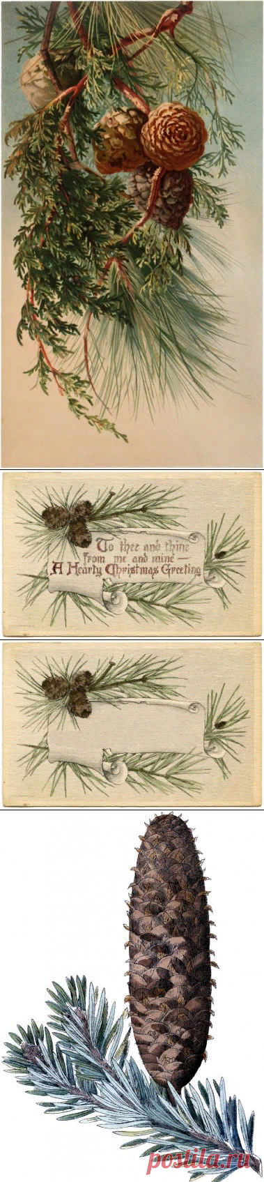 11 сосновых шишек изображения и сосновые ветки! - Графика Сказочная