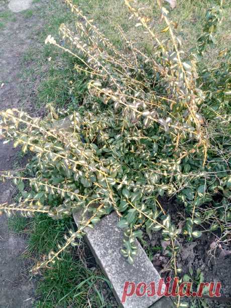 Бересклет Форчуна «Солнечное пятно» (Euonymus fortunei «Sunspot»)