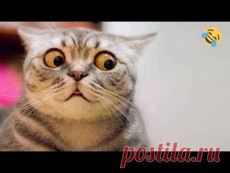 СМЕШНЫЕ ЖИВОТНЫЕ ❗🐱 ПРИКОЛЫ С КОТАМИ, СОБАКАМИ, ПОПУГАЯМИ И ДРУГИМИ ЖИВОТНЫМИ
