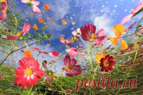 Взрыв цвета