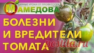 Болезни и вредители томата.