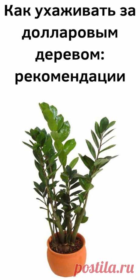 Как ухаживать за долларовым деревом: рекомендации - Советы на каждый день