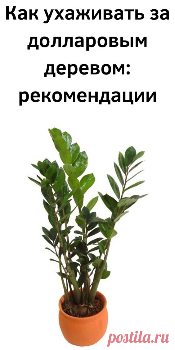 Как ухаживать за долларовым деревом: рекомендации - Советы на каждый день