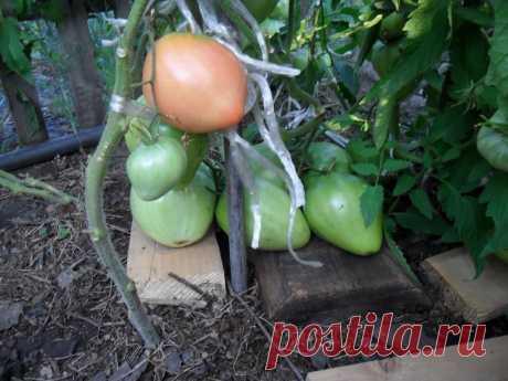 Лучшие сорта помидоров для Сибири, от А до Я | Мой сад-огород

Условия выращивания помидоров в Сибири довольно тяжелые, и это накладывает повышенные требования к применяемым сортам. Помидорам приходится выдерживать весенние и осенние заморозки, а также большие перепады температур в течение всего периода вегетации. Здесь приводятся некоторые распространенные сорта помидоров, используемые для выращивания в Сибири.