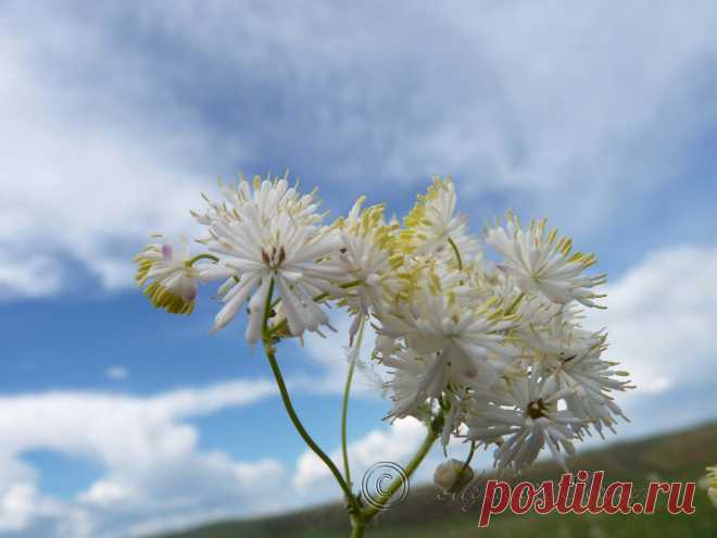 полевые цветы забайкалья, лето 2013г.