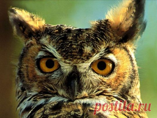 Сова, филин. Фото. Картинки. ФИЛЯ!