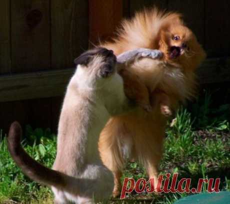 Фото, которые сделаны ну в очень подходящий момент! Смотрите сами..