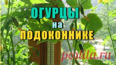 Огурцы на подоконнике
