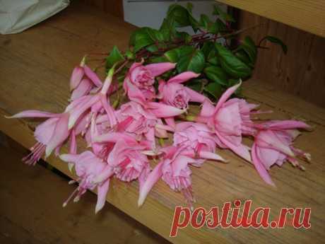 First Lady / Первая Леди Stubbs, 1973, USA. Полуампельная фуксия получена от скрещивания сортов 'Quasar' x 'White King'. Цветы махровые. Чашелистики бело-розовые с зелёными кончиками. Юбочка кораллово-розовая с зубчатым краешком лепестков. Фотографии моих растений. Синявино. Ленинградская область.