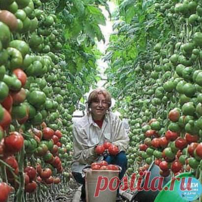 ВОЛШЕБНЫЙ БАЛЬЗАМ ДЛЯ РОСТА ПОМИДОРОВ! 
 
В бочку (200-300 литров) насыпаем одну треть крапивы, ведро коровяка, 2 лопаты золы, 2 кг. дрожжей, 3 литра сыворотки. Настаивается 2 недели. 
Полученный состав разбавляем водой в пропорции 1:10 (литровая банка на ведро) и подливаем под корень один раз в 7-10 дней. 
Помидоры растут как на дрожжах!