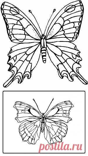 Butterfly Coloring pages