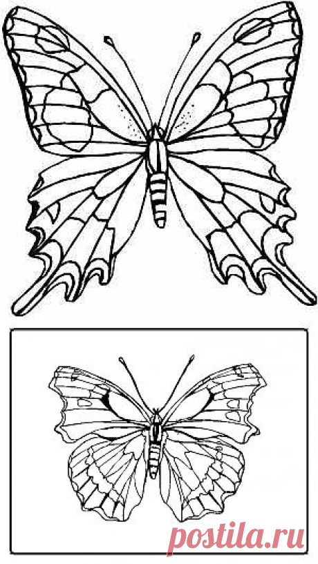 Butterfly Coloring pages