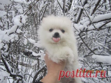 Сантино-Марио белый шпиц