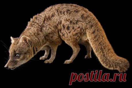 Фаналука/ Striped civet (Fossa fossana). 

Фотограф - Joel Sartore.