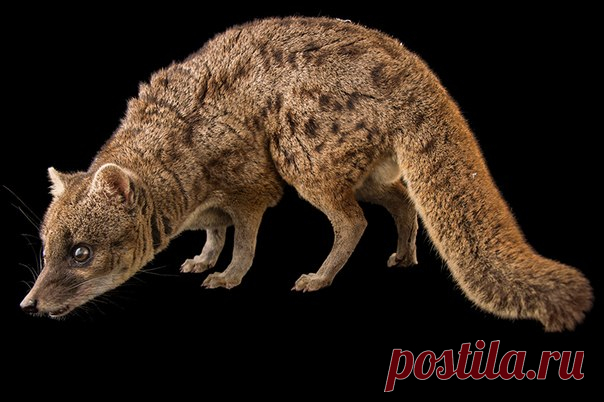 Фаналука/ Striped civet (Fossa fossana). 

Фотограф - Joel Sartore.