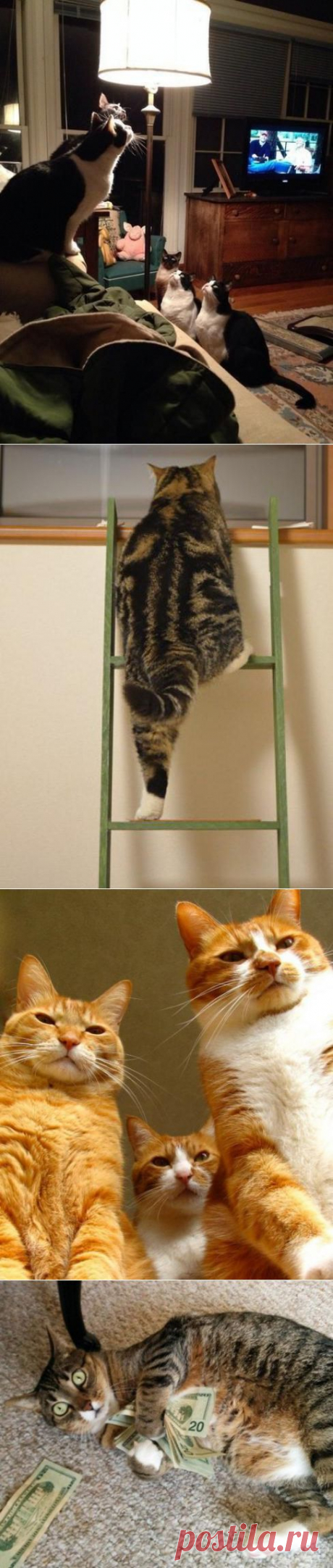 Мафиозо!