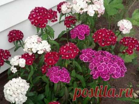 Dianthus Barbatus Carnation Sweet William-Heirloom Flowers Mix (Pack of 100+ Seeds) Zones: 3-10 Dianthus means divine flower  There are over 300 species of Dianthus, as well as hundreds of beautiful hybrids Dianthus. Plants produce richly fragrant flowers in the spring or summer, sometimes extending right up until the first frost!  The Dianthus genus includes annuals,