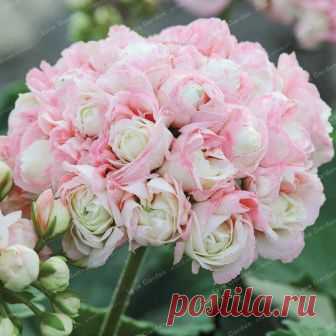 Герань: виды, выращивание, уход и обрезка, лечебные свойства