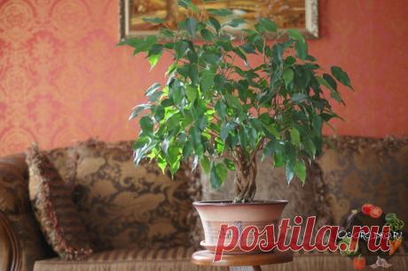 Фикус Бенджамина – уход в домашних условиях, фото и особенности размножения Фикус Бенджамина – уход в домашних условиях, фото, обрезка, болезни и лечение, подкормка, размножение, пересадка. Если опадают листья… как сделать ствол косичкой, формирование кроны, полив