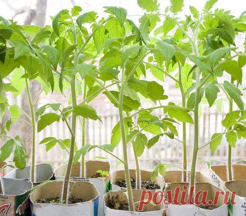 ЧТО ДЕЛАТЬ, ЕСЛИ РАССАДА ТОМАТОВ ВЫТЯНУЛАСЬ