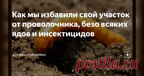 Как мы избавили свой участок от проволочника, безо всяких ядов и инсектицидов Если Вы уже сталкивались с этой бедой, то знаете, как обидно бывает выкидывать большие клубни картофеля или крупные морковки, изъеденные проволочником. Отложив борьбу с ним на потом, есть риск полностью потерять урожай. Сад и дача. Полезные советы как избавиться от проволочника в картофеле.