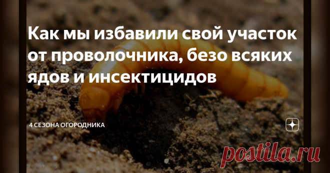 Как мы избавили свой участок от проволочника, безо всяких ядов и инсектицидов Если Вы уже сталкивались с этой бедой, то знаете, как обидно бывает выкидывать большие клубни картофеля или крупные морковки, изъеденные проволочником. Отложив борьбу с ним на потом, есть риск полностью потерять урожай. Сад и дача. Полезные советы как избавиться от проволочника в картофеле.