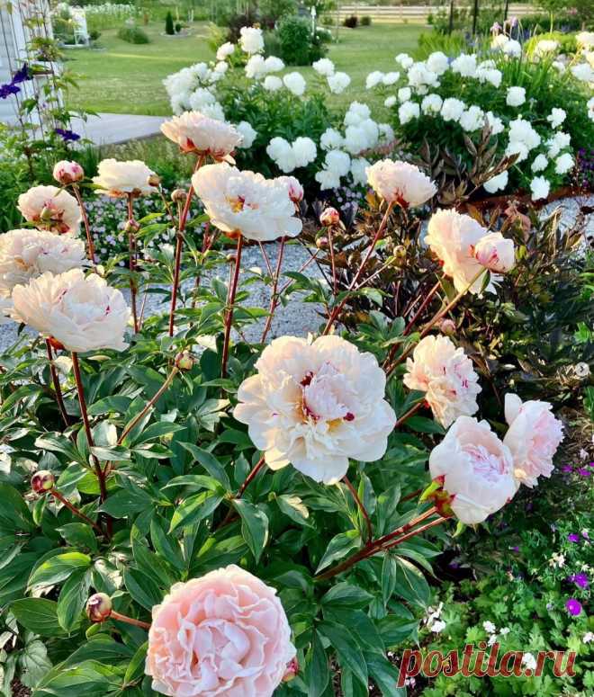 Пионы в моём саду: секреты цветения! 🌺
Пионы – украшение любого сада! Сажайте в конце лета на солнечном месте в рыхлую почву с компостом (pH 6.0–7.0). Яма 50х50 см, корни заглубите на 3–5 см. Поливайте умеренно, мульчируйте торфом. Любимые сорта: Сара Бернар – пышный розовый, Корал Шарм, Квицин. Не пересаживайте часто, пионы любят покой. На зиму укрывайте лапником. Наслаждайтесь их красотой! 🌞
