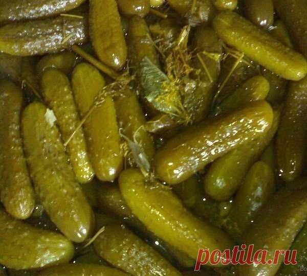 Солёные огурцы в 5-ти литровых пластиковых бутылках. Получаются как настоящие бочковые | Радость бытия - Жизнь за городом | Яндекс Дзен
