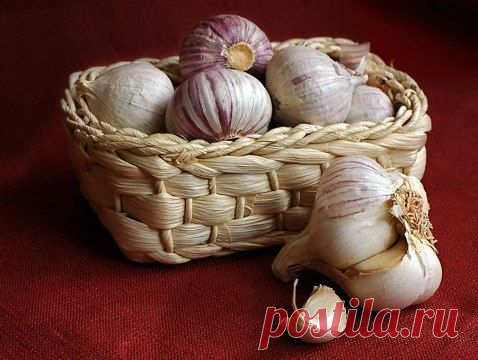 Хранение чеснока в домашних условиях