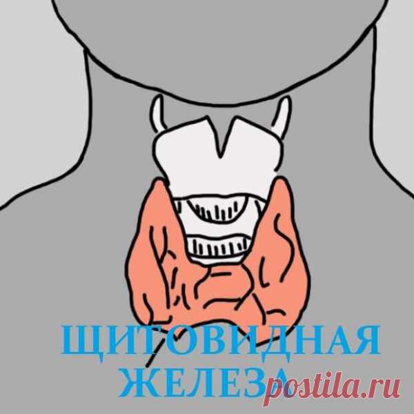 12 признаков того, что надо проверить щитовидную железу. Скрытый враг — гипотиреоз