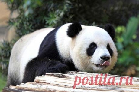 Животные в фотографиях | ФОТО НОВОСТИ