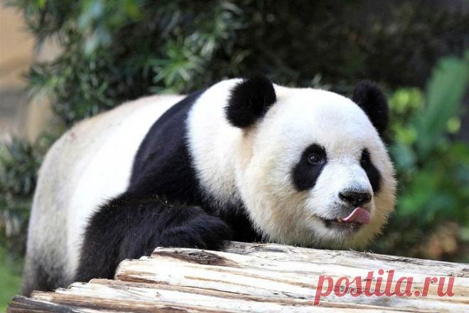 Животные в фотографиях | ФОТО НОВОСТИ