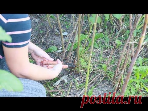 Обрезка малины осенью и весной: видео, советы и мастер-классы