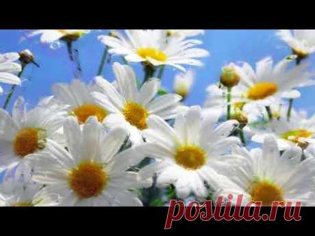 Ромашки футаж фон для монтажа видео footage hd background