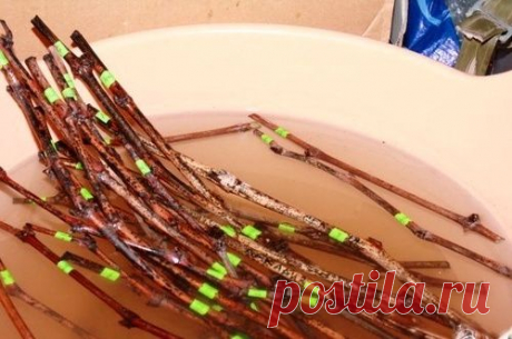 8 СЕКРЕТОВ УКОРЕНЕНИЯ ЧЕРЕНКОВ