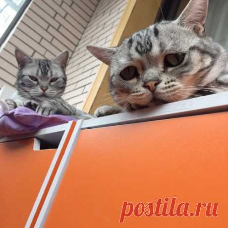 Луху, самая грустная кошечка в Интернете